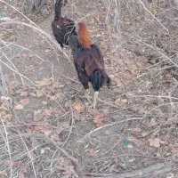 مرغ و خروس لاری|حیوانات مزرعه|صوفیان, |دیوار