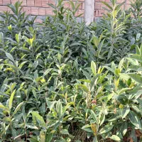 فروش نهال ازگیل