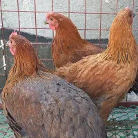 ۴ عدد مرغ و خروس محلی  شش ماهه