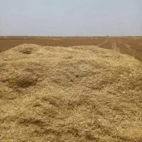 کاه گندم بشی