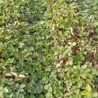 نهال توت فرنگی کاماروس وسابرینا ارگانیک