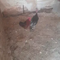 فروش بوقلمو با خروس