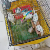 مرغ عشق