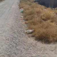 گلخانه/شهرک گلفام|فروش دفتر صنعتی، کشاورزی، تجاری|پاکدشت, پاکدشت (مامازند)|دیوار