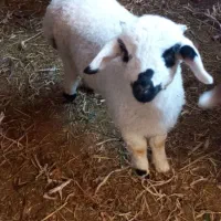 میش بره دوقلو زا با یک بره نر|حیوانات مزرعه|کرمان, |دیوار