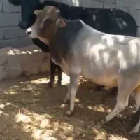 گوساله نر 113