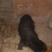 یک عدد سگ نر سیاه