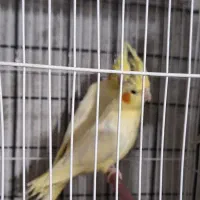 فروش عروس هلندی|پرنده|گیان, |دیوار