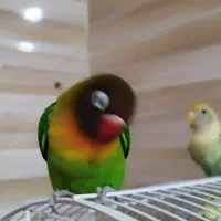 طوطی برزیلی|پرنده|سوسنگرد, |دیوار