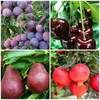 فروش نهال انار گلابی الو گیلاس