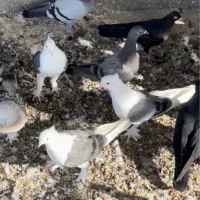 دوکت بازیکن