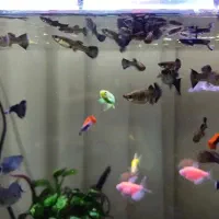 گوپی / زبرا / چشم چراغی / فانتوم