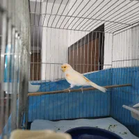 قناری نر ریزه بخون|پرنده|تهران, هفده شهریور|دیوار