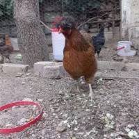 مرغ رسمی تخمگذار