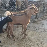 بز زاییده
