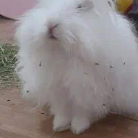 خرگوش آنگورا