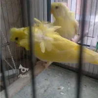 مرغ عشق پروانه مولد