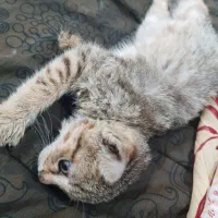 واگذاری بچه گربه نر|گربه|چمران, |دیوار