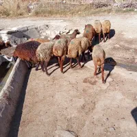 گوسفند داشتی|حیوانات مزرعه|بلبان آباد, |دیوار