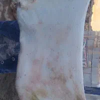 پوست گوسفند براکمه