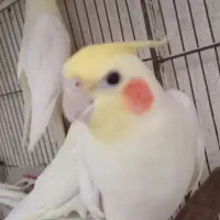 عروس هلندی نر مست آواز خوان