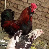 مرغ خروس گلین