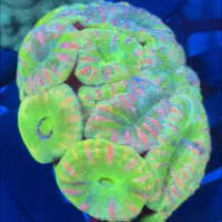 انواع برین لوپی آبشورABSHOR