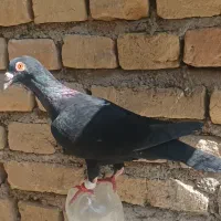 کفتر جفت نر