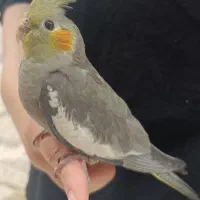 جوجه عروس هلندی