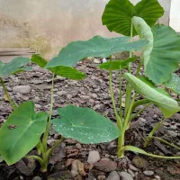 فروش گل بابا آدم|گل و گیاه طبیعی|سنگر, |دیوار