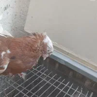 کبوتر|پرنده|مسجد سلیمان, |دیوار