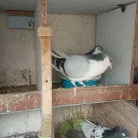 کفتر هوا جفتگاه