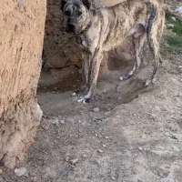 سگ گله رخ کچوک