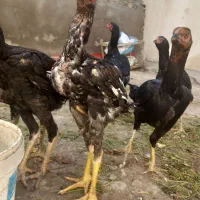 جوجه خروس ومرغ لاری|حیوانات مزرعه|اردبیل, |دیوار