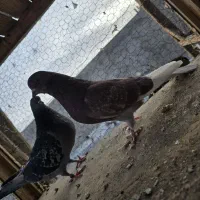 کبوتر کاشونی (پرشی سنگین)