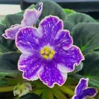 فروش ویژه بنفشه آفریقایی