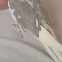 گمشده