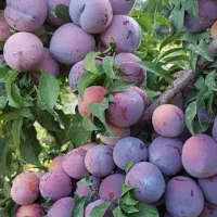 تکثیر ارسال بهترین آلوی صادراتی در نهال رجبی