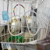 جوجه عروس هلندی