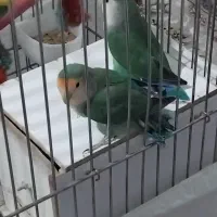 طوطی برزیلی رنگ هلویی خوشگل با ۸ تا تخم