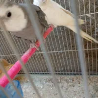 عروس هلندی یک جفت نر و ماده بشرط تخم و جوجه