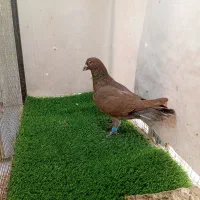 کبوتر کفتر پرشی سرخ سینه سبز