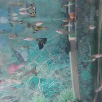 فروش ماهی زینتی