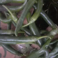 فلفل تند بندر