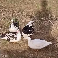 ادرک بهه صورت عمده وتک به فوش میرسند