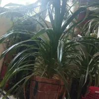 گل پاندانوس در اندازه های مختلف