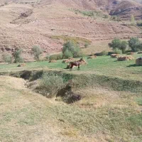 اسب فروشی|اسب و تجهیزات اسب‌سواری|ماهنشان, |دیوار