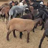 بره مناسب کشتار و قربانی نر و ماده