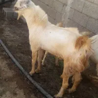 یک راس نری|حیوانات مزرعه|شمیل, |دیوار