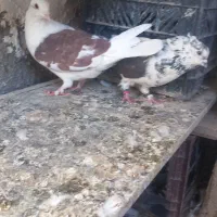 ۱۰ تا کفتر یا کبوتر|پرنده|کرج, آق تپه|دیوار